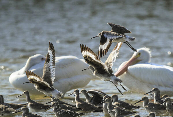 Shorebirds Art Print featuring the photograph Willets and White Pelicans by Doug McPherson