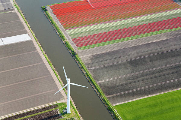 Flowerbed Art Print featuring the photograph Wind Turbine, Tulip Fields, North by Peter Adams