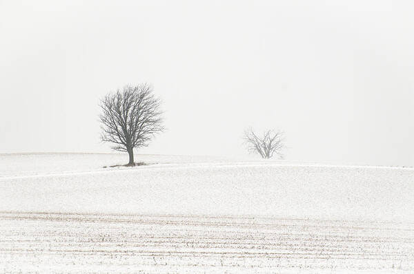 Cold Art Print featuring the photograph Windswept 2 by Alan Norsworthy