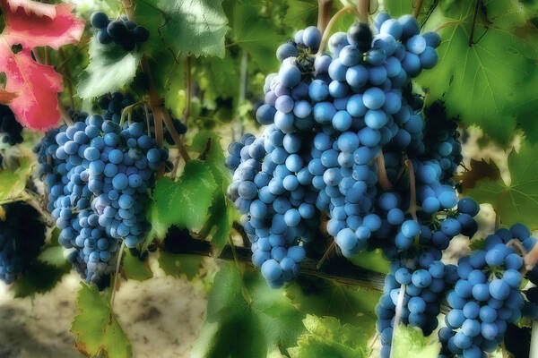 Italy Art Print featuring the photograph Wine grape cluster by Al Hurley