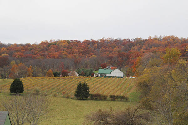 Countryside Art Print featuring the photograph Winery in Virginia at fall by Renee Braun