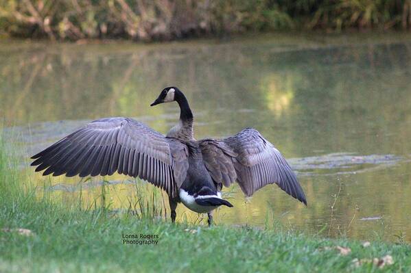 Canadian Goose Art Print featuring the photograph Wing Span by Lorna Rose Marie Mills DBA Lorna Rogers Photography