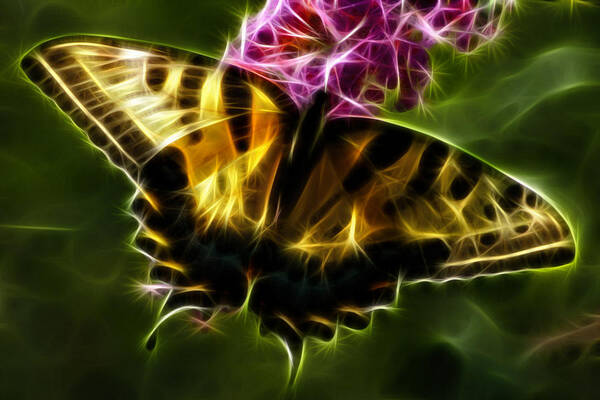 Butterfly Photographs Art Print featuring the photograph Winged Beauty by Joann Copeland-Paul