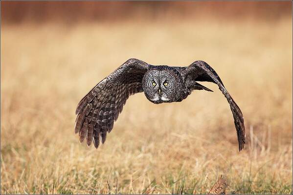 Great Grey Owl Art Print featuring the photograph Wings of Motion by Daniel Behm