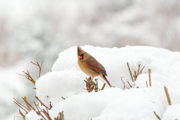 Cardinal Art Print featuring the photograph Winter Break by Paul Johnson 