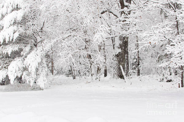 Winter Wonderland Art Print featuring the photograph Winter Canvas by Gwen Gibson