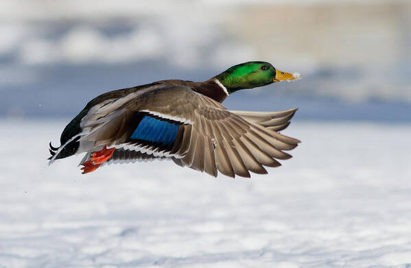 Anas Art Print featuring the photograph Winter Duck by Mircea Costina Photography