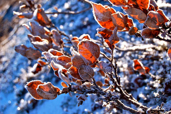 Winter Plants Art Print featuring the photograph Winter Glow by HweeYen Ong