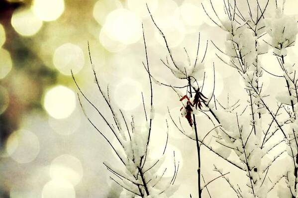 Forest Art Print featuring the photograph Winter Lights by Leah Moore