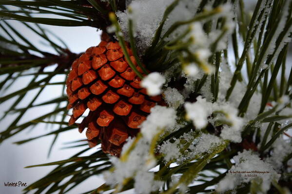 Pine.winter Art Print featuring the photograph Winter Pine by Guy Hoffman