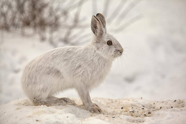 Rabbit Art Print featuring the photograph Winter Rabbit by Eunice Gibb