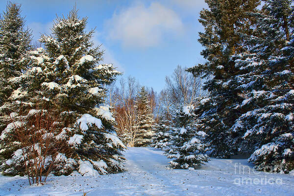 Winter Art Print featuring the photograph Winter Scenery by Teresa Zieba