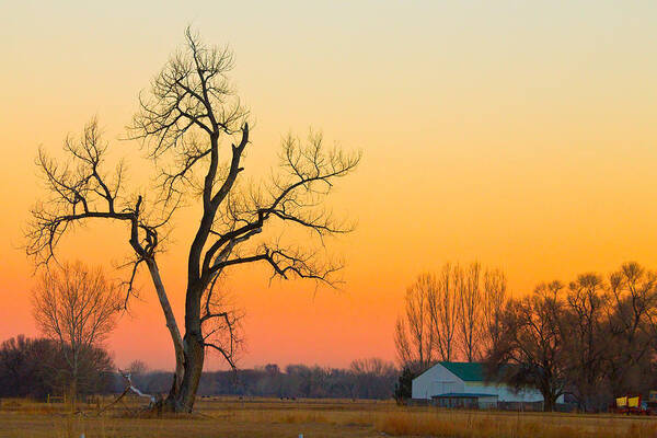 Tree Art Print featuring the photograph Winter Season Country Sunset by James BO Insogna