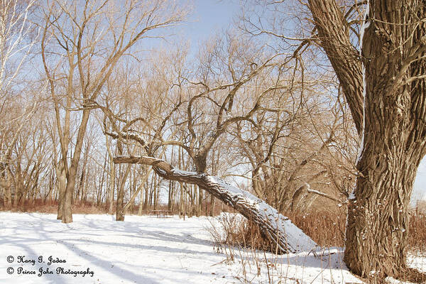 Trees Art Print featuring the photograph Winter Solitude by Hany J