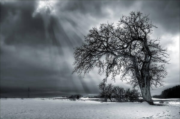 Winter Art Print featuring the photograph Winter Tree by EXparte SE