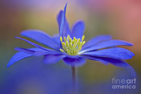 Anemone Blanda Art Print featuring the photograph Winter Windflower by Jacky Parker