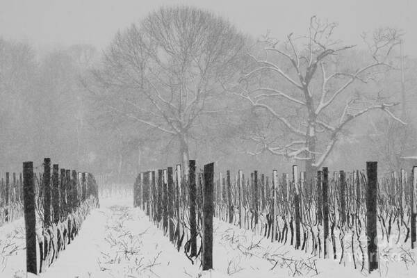 Winter Snowstorm Art Print featuring the photograph Winter Wine by Steven Macanka