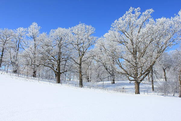 Winter Art Print featuring the photograph Winter's Best by Penny Meyers