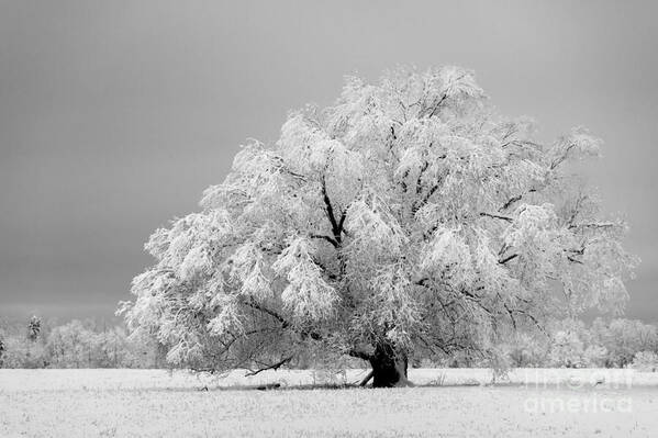 Tree Art Print featuring the photograph Winter's majesty II by Lori Dobbs