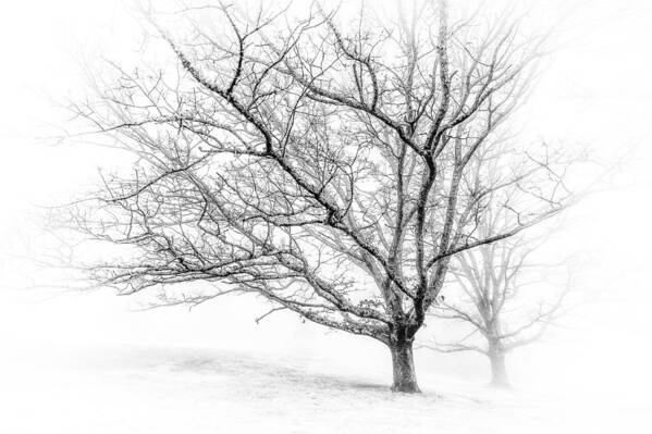 Chestnut Tree Art Print featuring the photograph Winter's Work by Maria Robinson