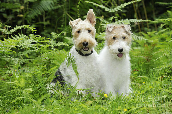 Dog Art Print featuring the photograph Wire Fox Terriers by John Daniels