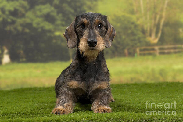 Dachshund Art Print featuring the photograph Wirehaired Dachshund by Jean-Michel Labat