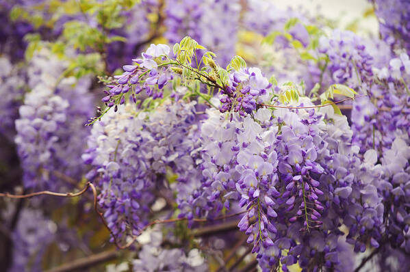 Wisteria Art Print featuring the photograph Wisteria Garden 2 by Jenny Rainbow