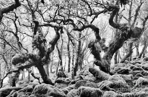 Wistmans Wood Art Print featuring the photograph Wistmans Wood Devon by Tim Gainey