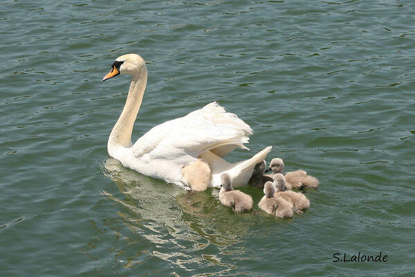 Swans Art Print featuring the photograph With Mom by Sarah Lalonde