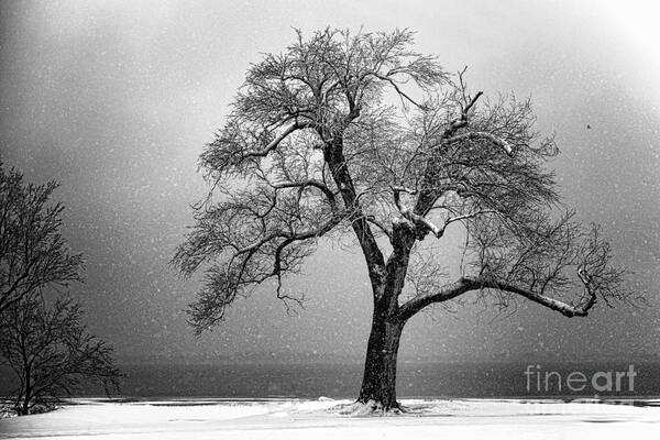 Tree Art Print featuring the photograph Withstanding by Betty LaRue