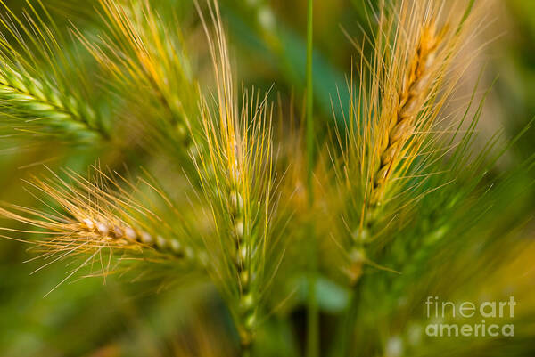 Plant Art Print featuring the photograph Wonderous Wild Wheat by Venetta Archer