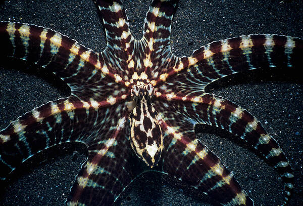 Underwater Art Print featuring the photograph Wonderpus Octopus by Jeff Rotman