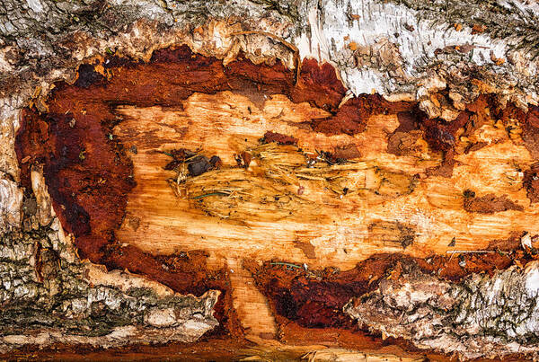 Wood Art Print featuring the photograph Wood closeup - tree trunk by Matthias Hauser