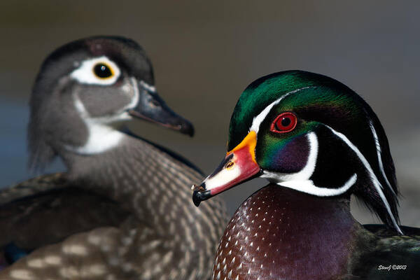 Ducks Art Print featuring the photograph Wood Duck Pair by Stephen Johnson