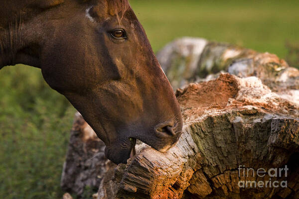 Pony Art Print featuring the photograph Wood Eater by Ang El