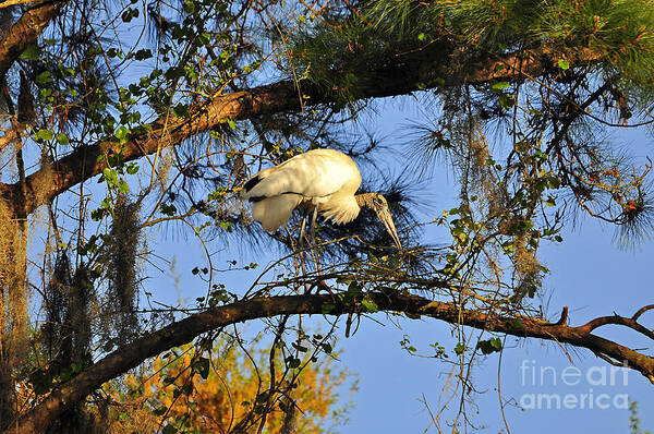 Stork Art Print featuring the photograph Wood Stork Perch by Al Powell Photography USA