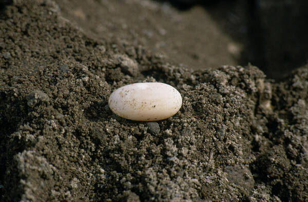 Animal Art Print featuring the photograph Wood Turtle Egg by C.r. Sharp