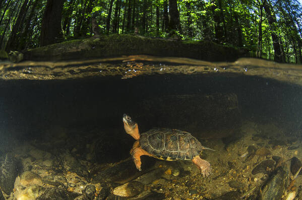 Pete Oxford Art Print featuring the photograph Wood Turtle Swimming North America by Pete Oxford