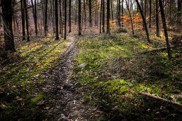 Sunrise Art Print featuring the photograph Woodland Sunrise by Michael Dougherty