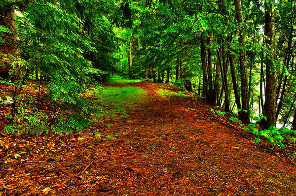 Woods Art Print featuring the photograph Maine Woods Path by Glenn Gordon