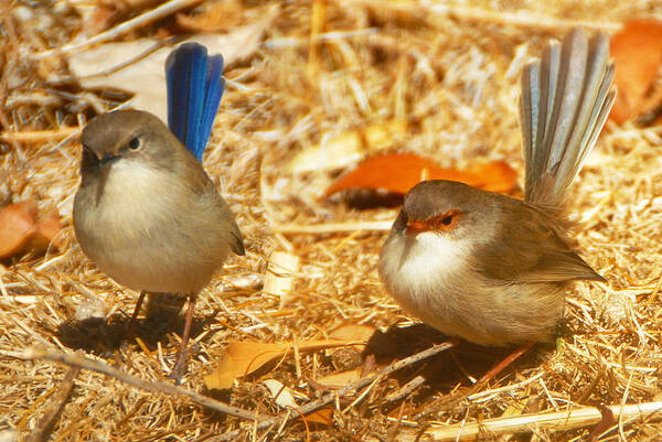 Bird Art Print featuring the painting Wrens Will You Dance With Me by Glen Johnson