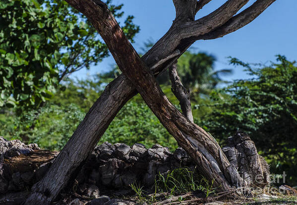 Trees Art Print featuring the photograph X Marks The Spot by Judy Wolinsky