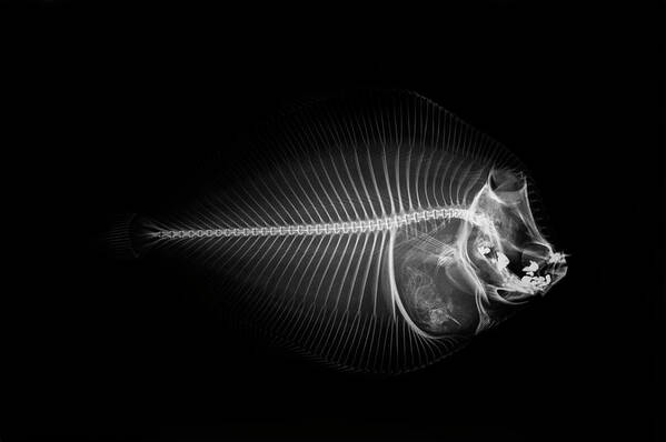 Animal Themes Art Print featuring the photograph X-ray Of A Flounder Fish Against Black by Mike Hill