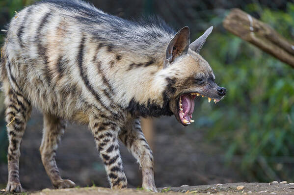 Yawning Art Print featuring the photograph Yawning striped hyena by Picture by Tambako the Jaguar