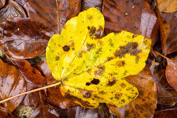 Yellow Art Print featuring the photograph Yellow and brown foliage in fall by Matthias Hauser