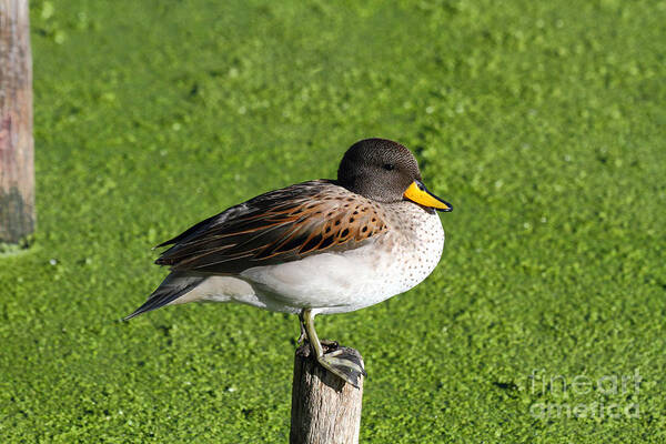Ducks Art Print featuring the photograph Yellow billed teal portrait by James Brunker