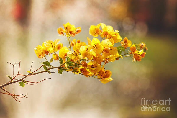 Flowers Art Print featuring the photograph Yellow Bougainvillea by Sally Simon