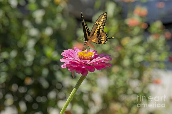 Black Art Print featuring the photograph Yellow Butterfly Landing on a Zinnia by James L Davidson