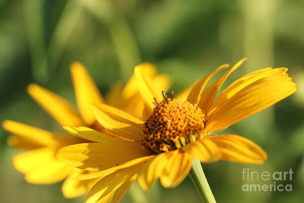 Blossom Art Print featuring the photograph Yellow Flower by Amanda Mohler
