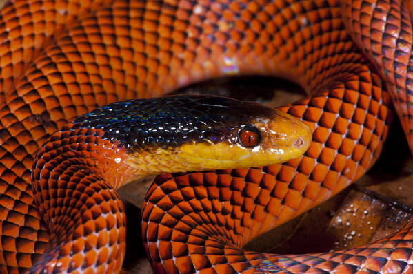 Feb0514 Art Print featuring the photograph Yellow-headed Calico Snake Yasuni by Pete Oxford